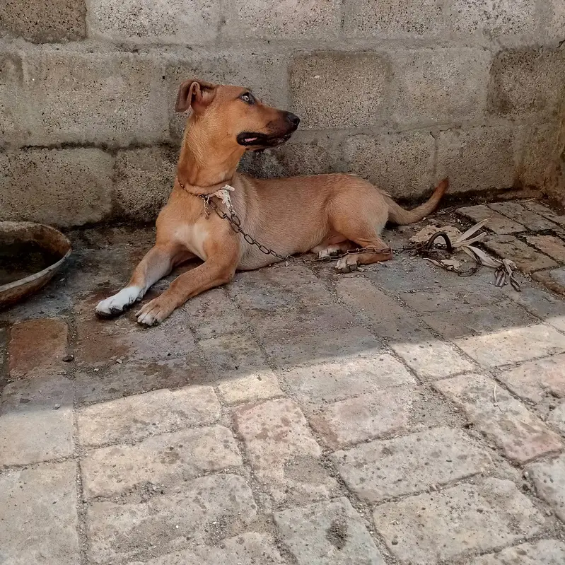 Labra tady dog 0316 5410021 — photo 4