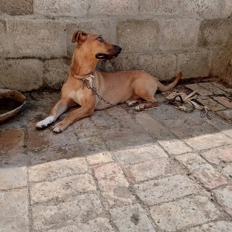 Labra tady dog 0316 5410021 — photo 5
