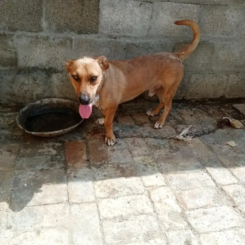 Labra tady dog 0316 5410021 — photo 6