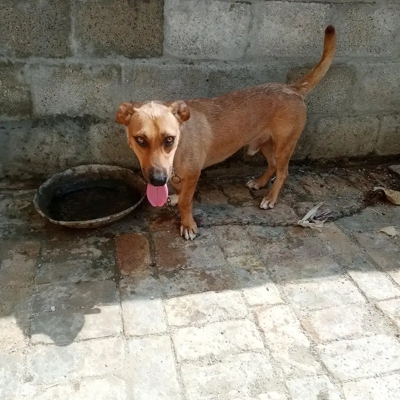 Labra tady dog 0316 5410021 — photo 7