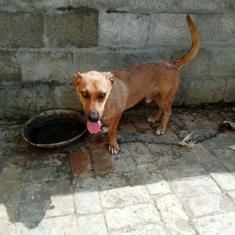 Labra tady dog 0316 5410021 — photo 8