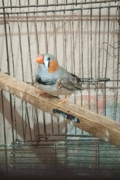 zebra finch