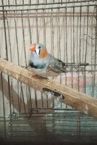 zebra finch