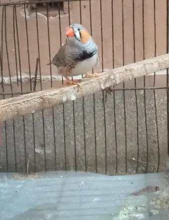 zebra finch — photo 2