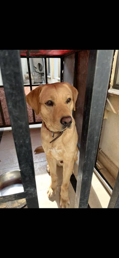 Labrador retriever for urgent sale