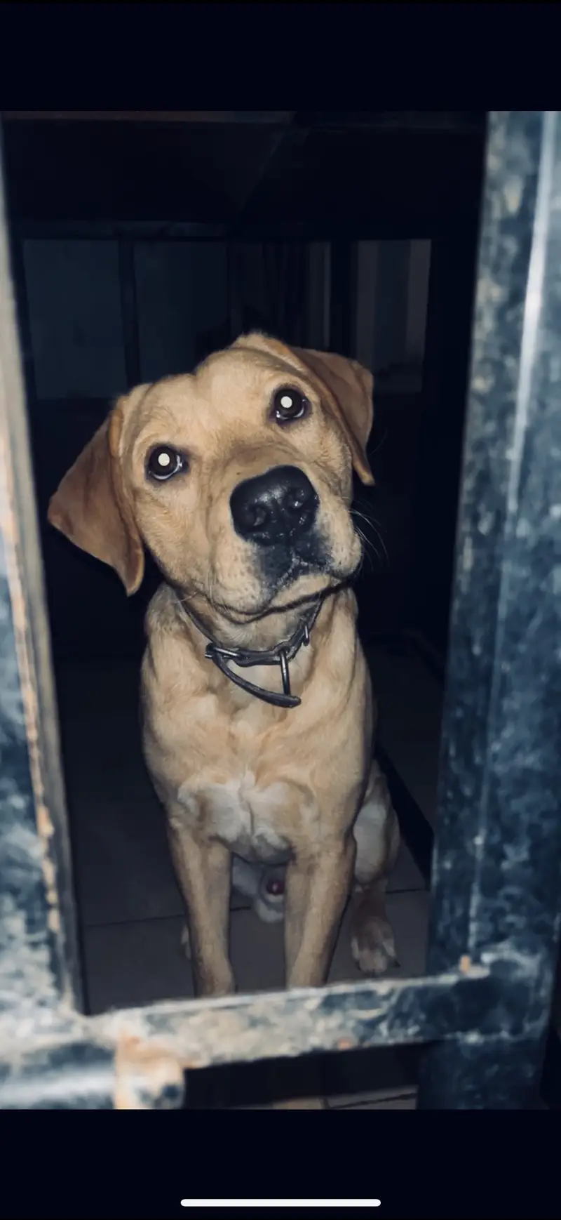 Labrador retriever for urgent sale — photo 2