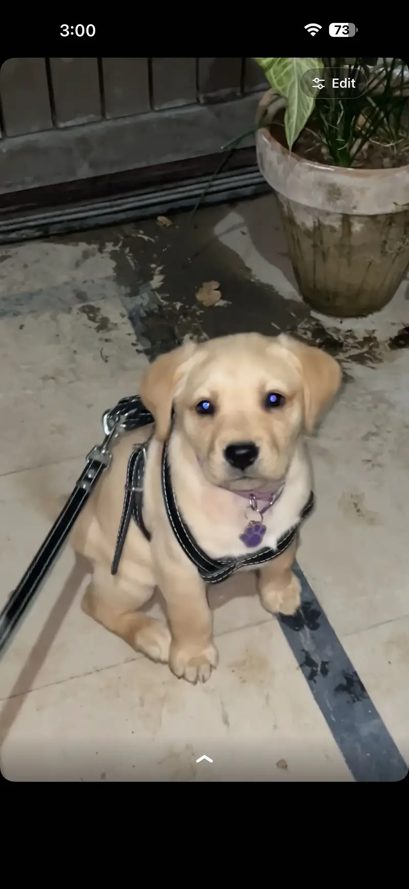 Labrador retriever for urgent sale — photo 3