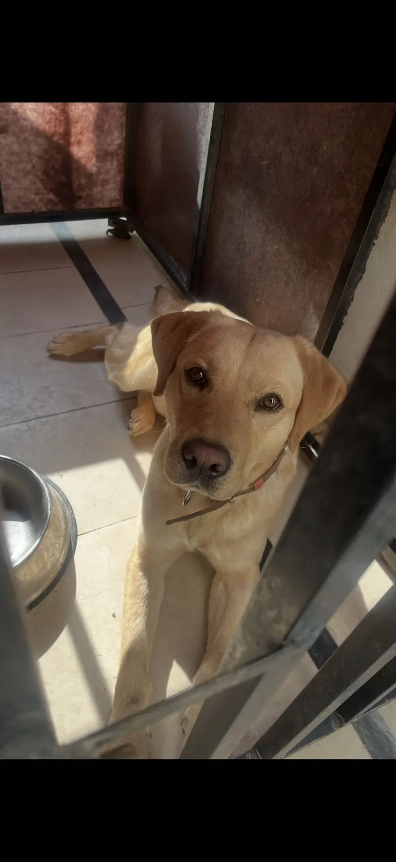 Labrador retriever for urgent sale — photo 4