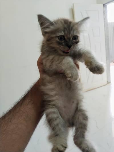 Cat | Persian kitten | Grey kitten | single coat kitten | kitten