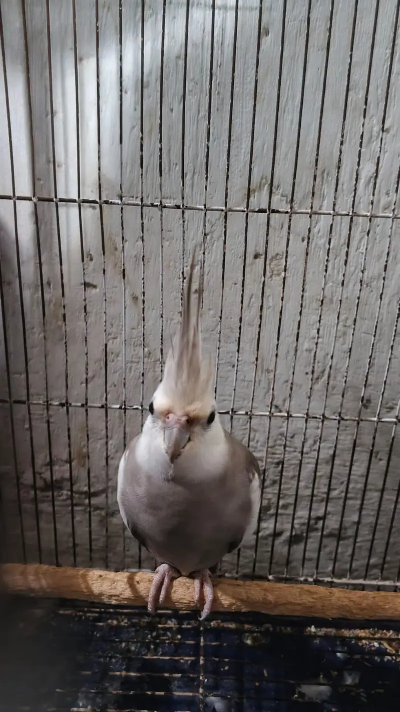 breaker pair cocktail with cage — photo 3