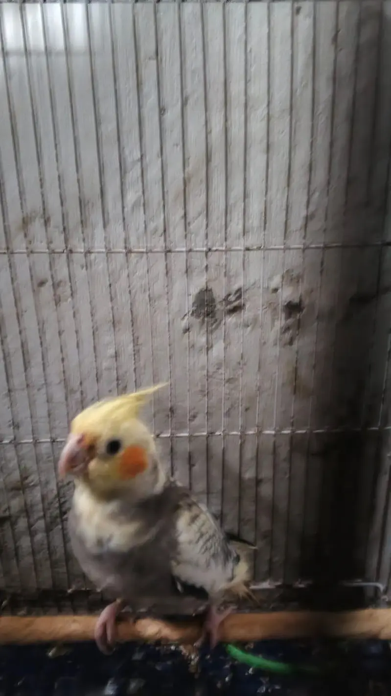 breaker pair cocktail with cage — photo 4
