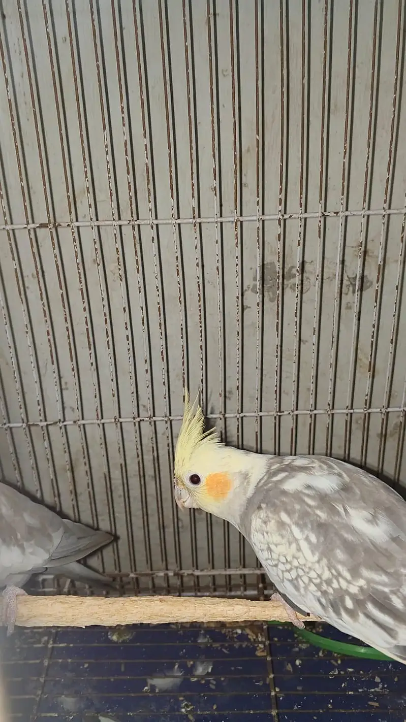breaker pair cocktail with cage — photo 6