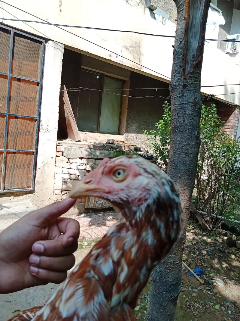 Aseel mianwali — photo 2