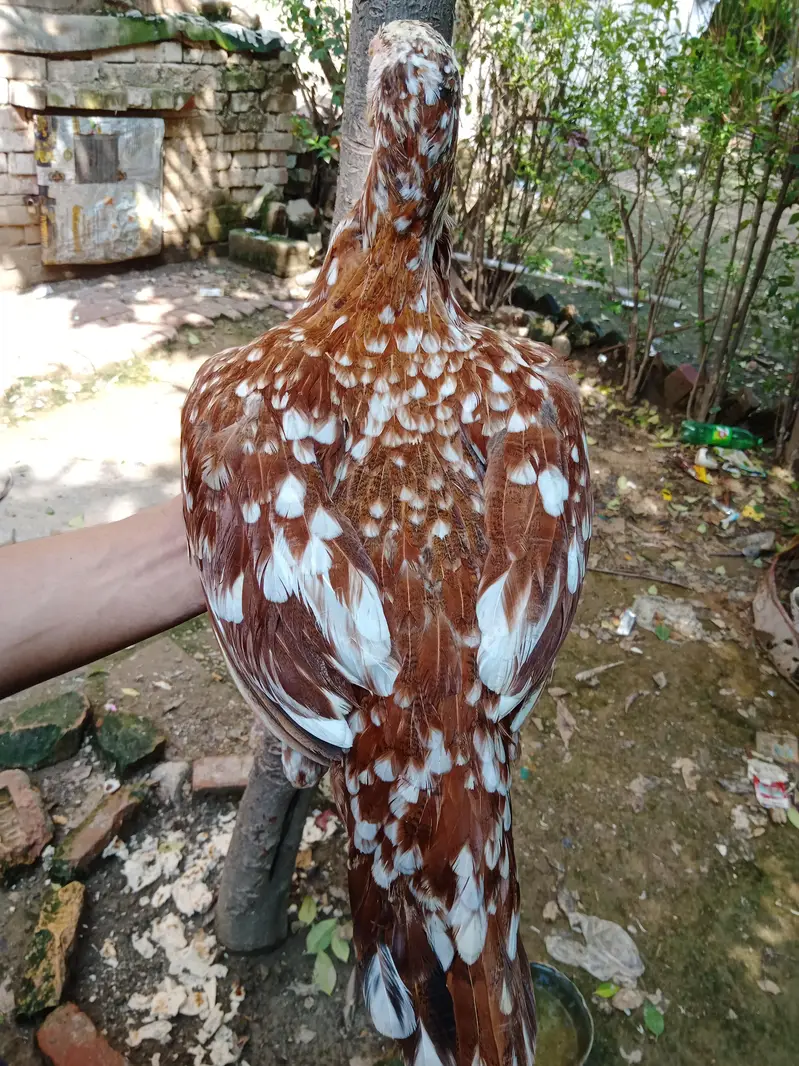 Aseel mianwali — photo 3