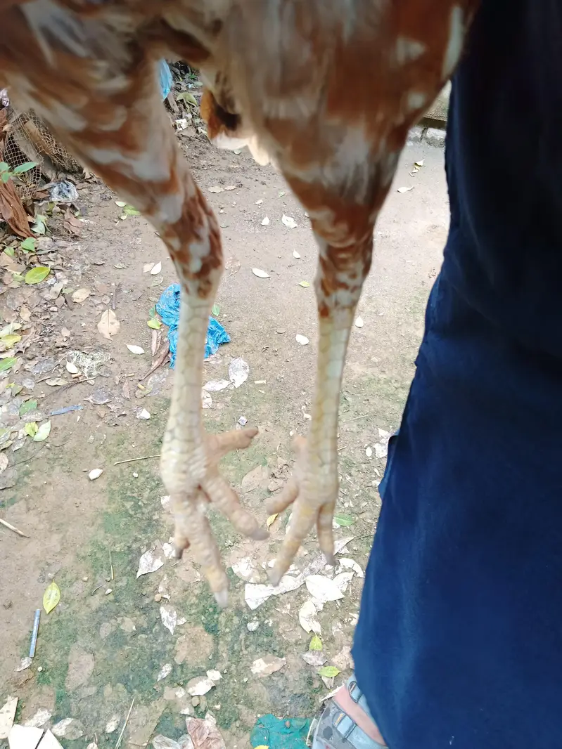 Aseel mianwali — photo 4