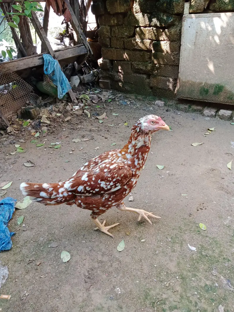 Aseel mianwali — photo 5