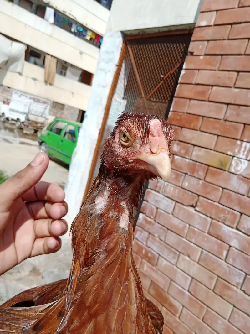 Aseel mianwali — photo 6