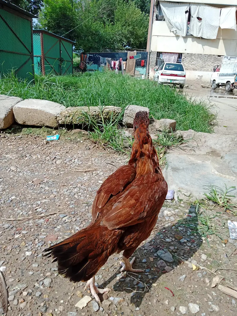 Aseel mianwali — photo 11