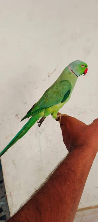 hand tamed and talking males available