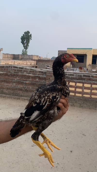 High Quality Aseel Birds