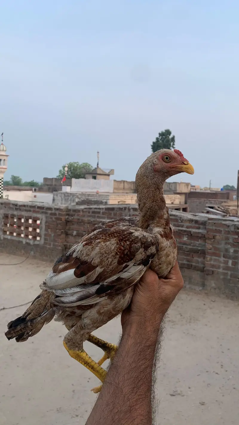 High Quality Aseel Birds — photo 2