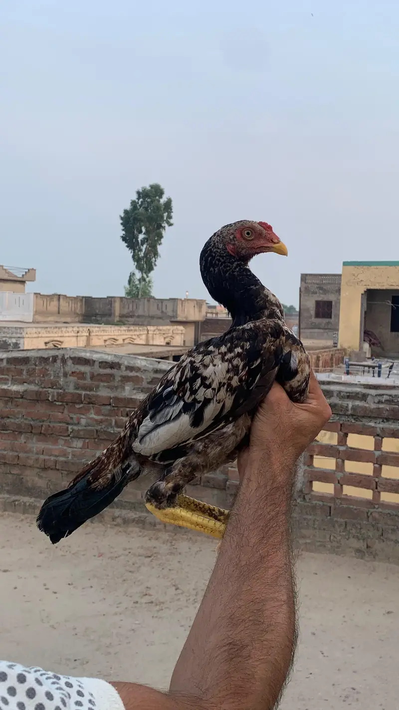 High Quality Aseel Birds — photo 3