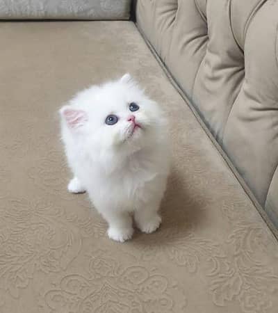Persian kittens