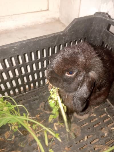 bunny male