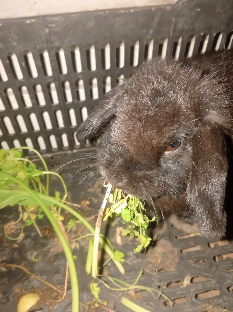bunny male — photo 2