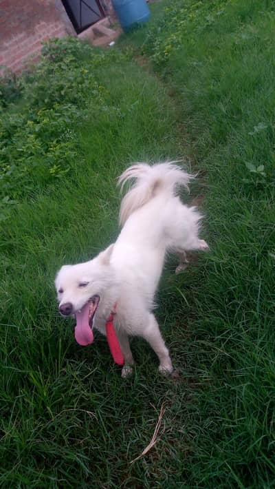 Russian Dog High quality