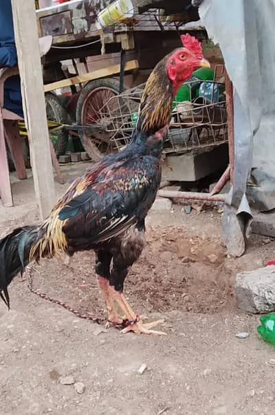 aseel mianwali murga