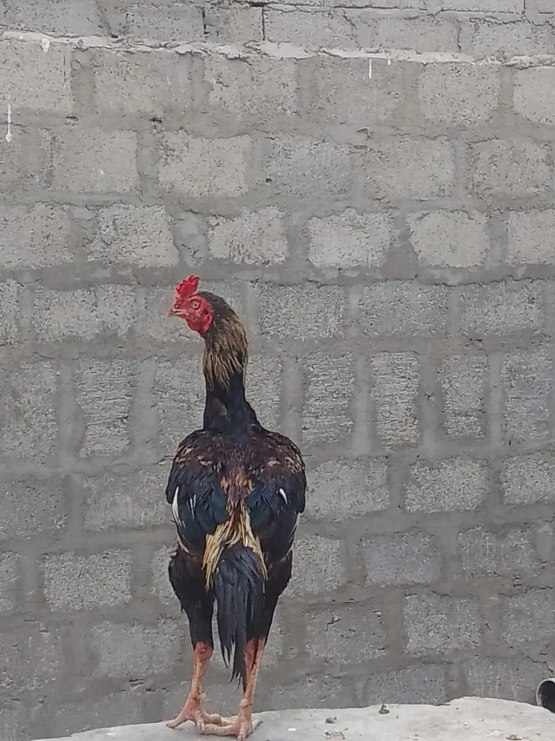 aseel mianwali murga — photo 2