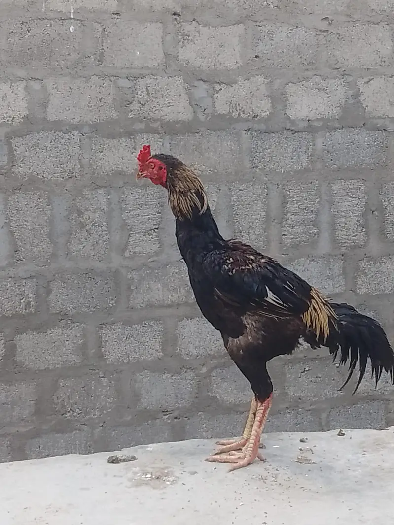 aseel mianwali murga — photo 3