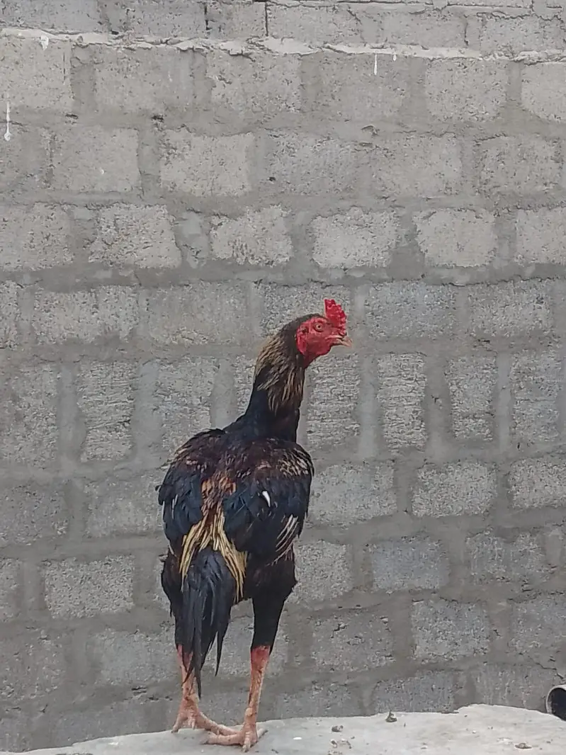 aseel mianwali murga — photo 4