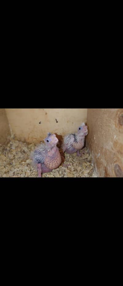 Cockatiel Chicks