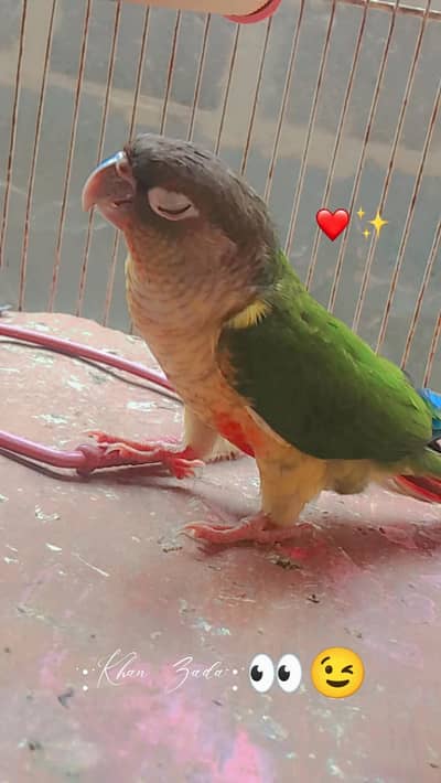 for sale yello-sided Green cheek conure