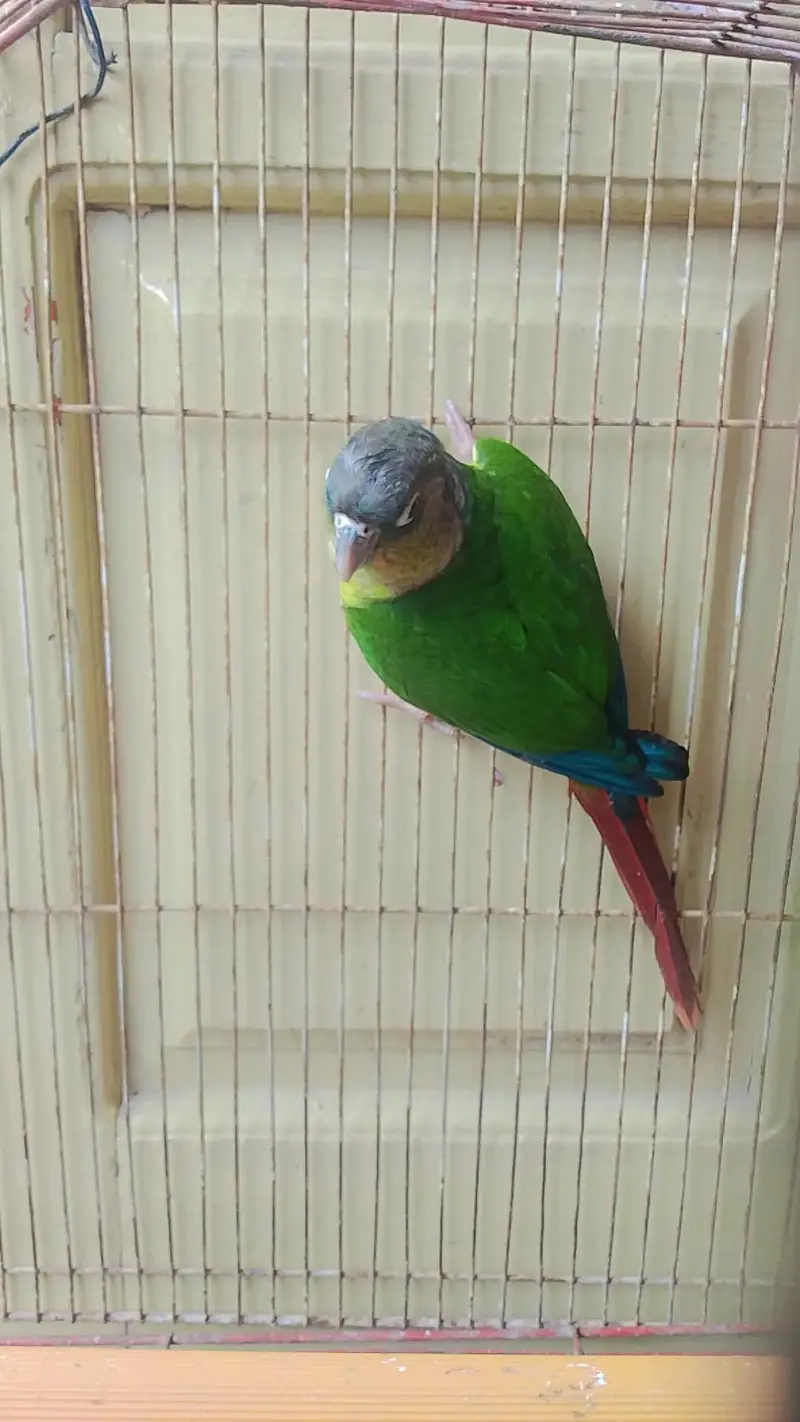 for sale yello-sided Green cheek conure — photo 2