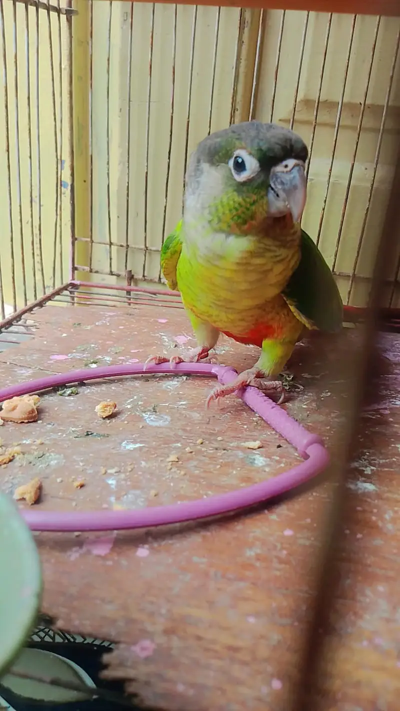 for sale yello-sided Green cheek conure — photo 3