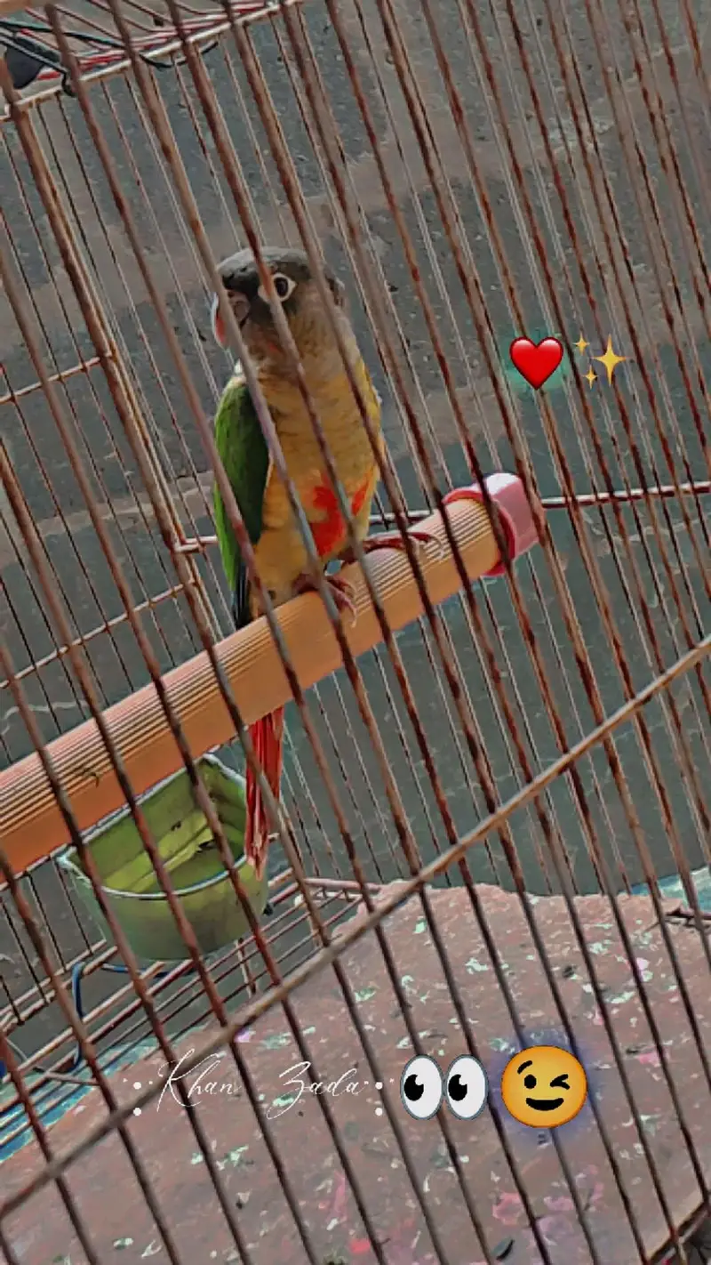 for sale yello-sided Green cheek conure — photo 4