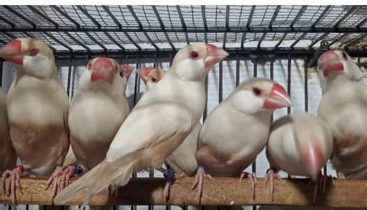 Pestel fawn java Breeder Pairs,Grey Parrots, Cackatoos,Lorries,Conures