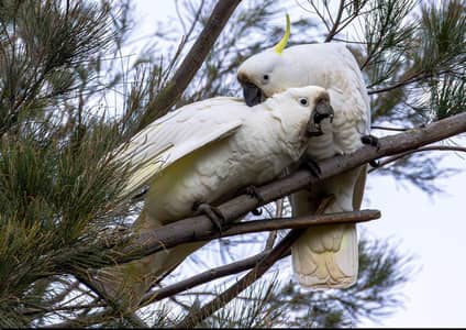 Pestel fawn java Breeder Pairs,Grey Parrots, Cackatoos,Lorries,Conures