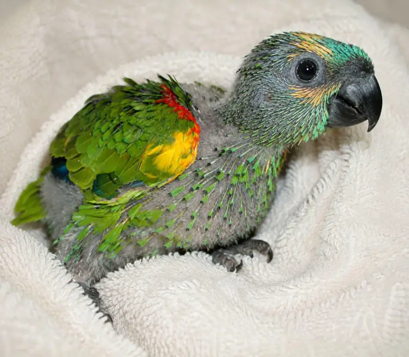 Pestel fawn java Breeder Pairs,Grey Parrots, Cackatoos,Lorries,Conures — photo 4