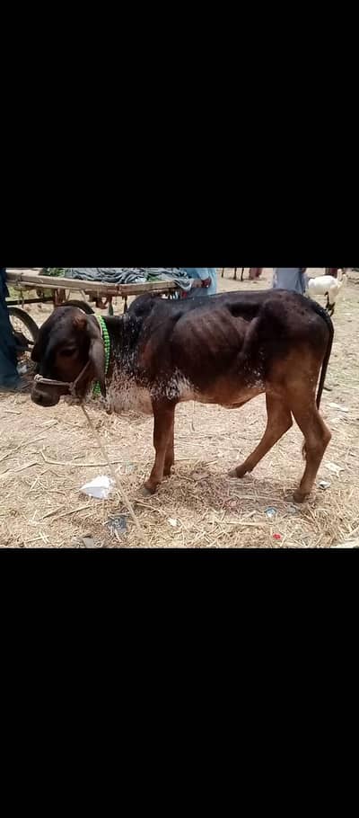 Bachri cow  for sale healthy active