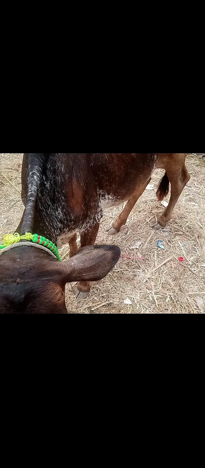 Bachri cow  for sale healthy active — photo 2