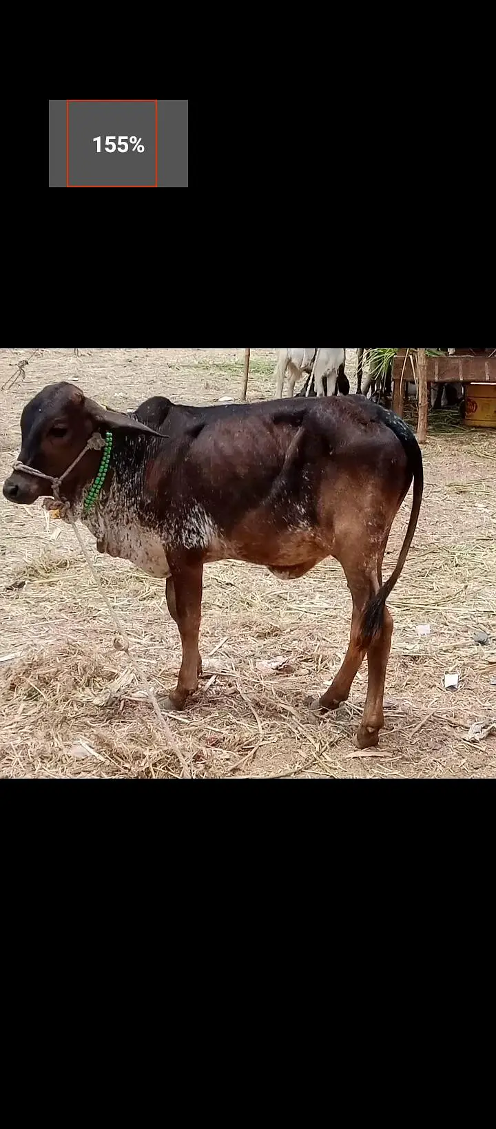 Bachri cow  for sale healthy active — photo 3