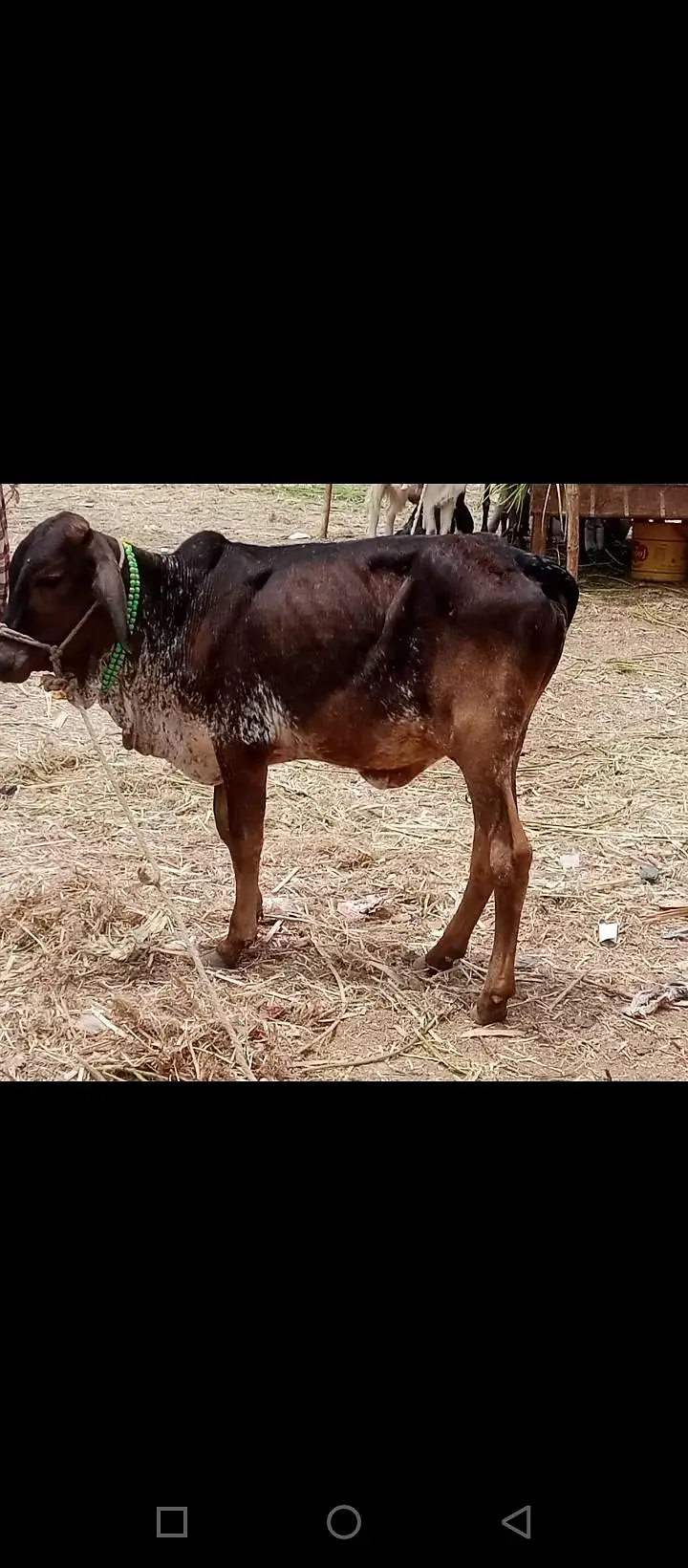 Bachri cow  for sale healthy active — photo 4