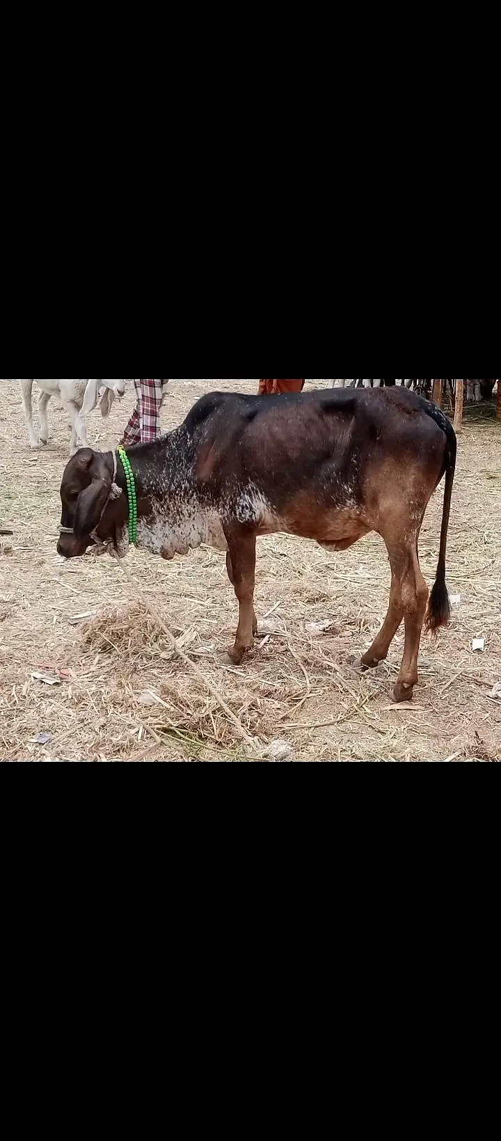 Bachri cow  for sale healthy active — photo 5