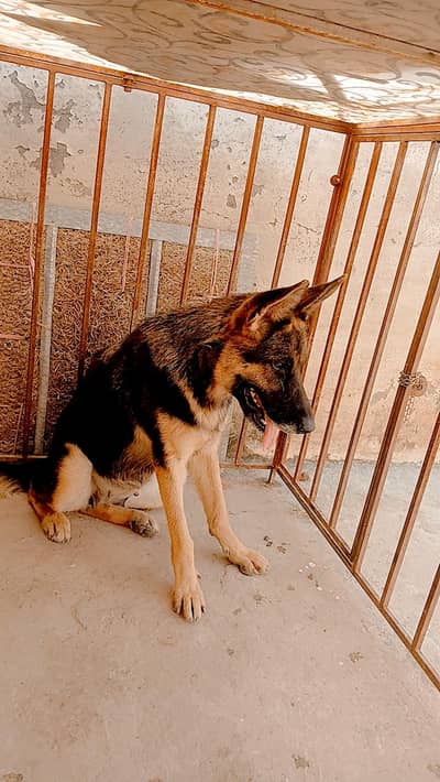 German shepherd Long Coat Female
