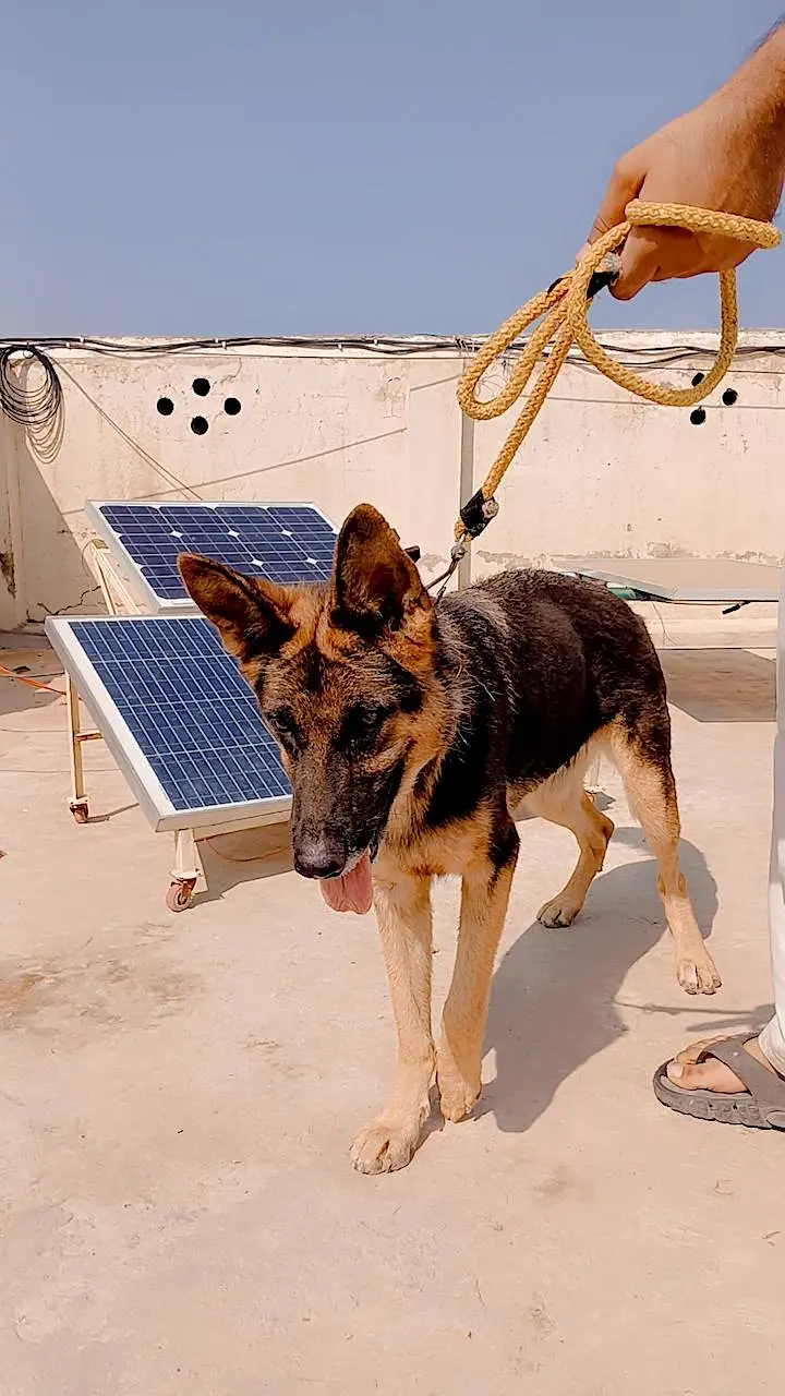 German shepherd Long Coat Female — photo 3