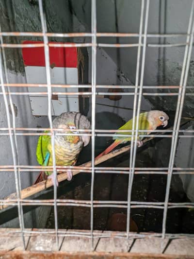 "Proven Breeding Pair of Conures — Pineapple x Green Cheek. "